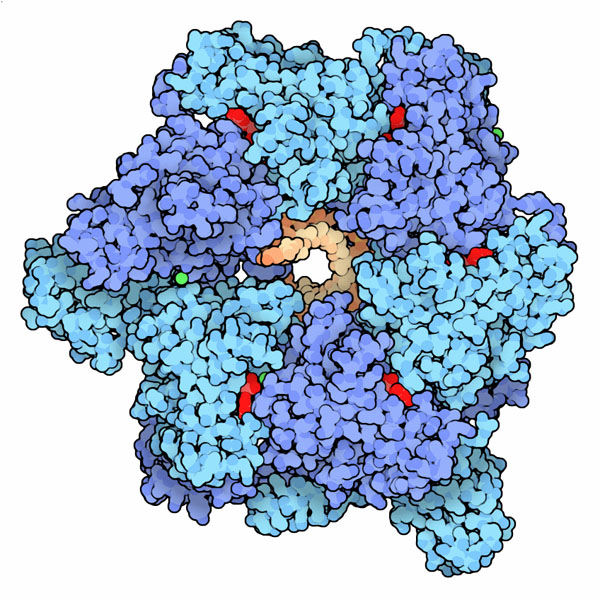 Dna Helicase Molecule Of The Month Pdbj Numon