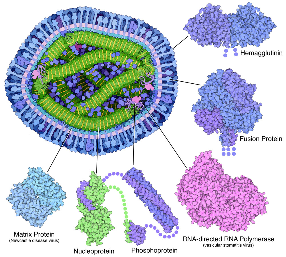 Measles Virus Proteins Molecule Of The Month Pdbj Numon