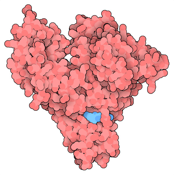 デキサメタゾン(青、PDB:6xk0)が結合したウマの血清アルブミン。ヒトの血清アルブミン(PDB: 4k2c)はウマのものと非常によく似ていて、配列の相同性は76.1%、平均二乗偏差(RSMD)は1.65 Åである。