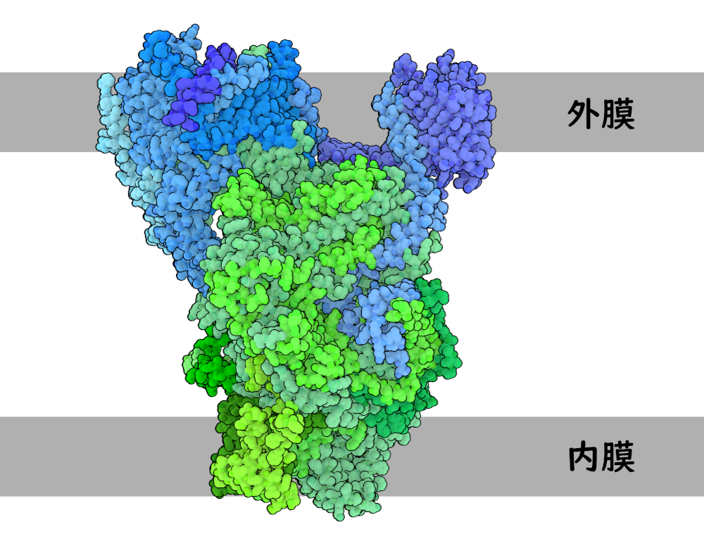 クラミドモナス（Chlamydomonas reinhardtii）のTOC-TICトランスロコン（7VCF）。TOC部分は青色、TIC部分は緑色で示す。