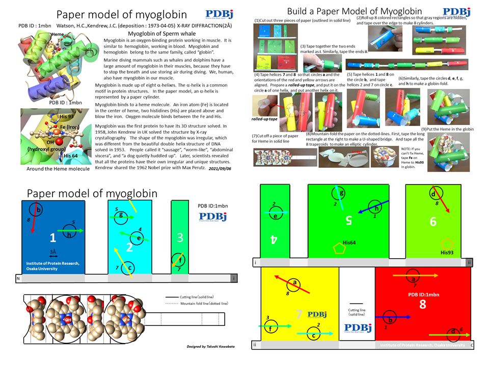 Papermodel of Myoglobin